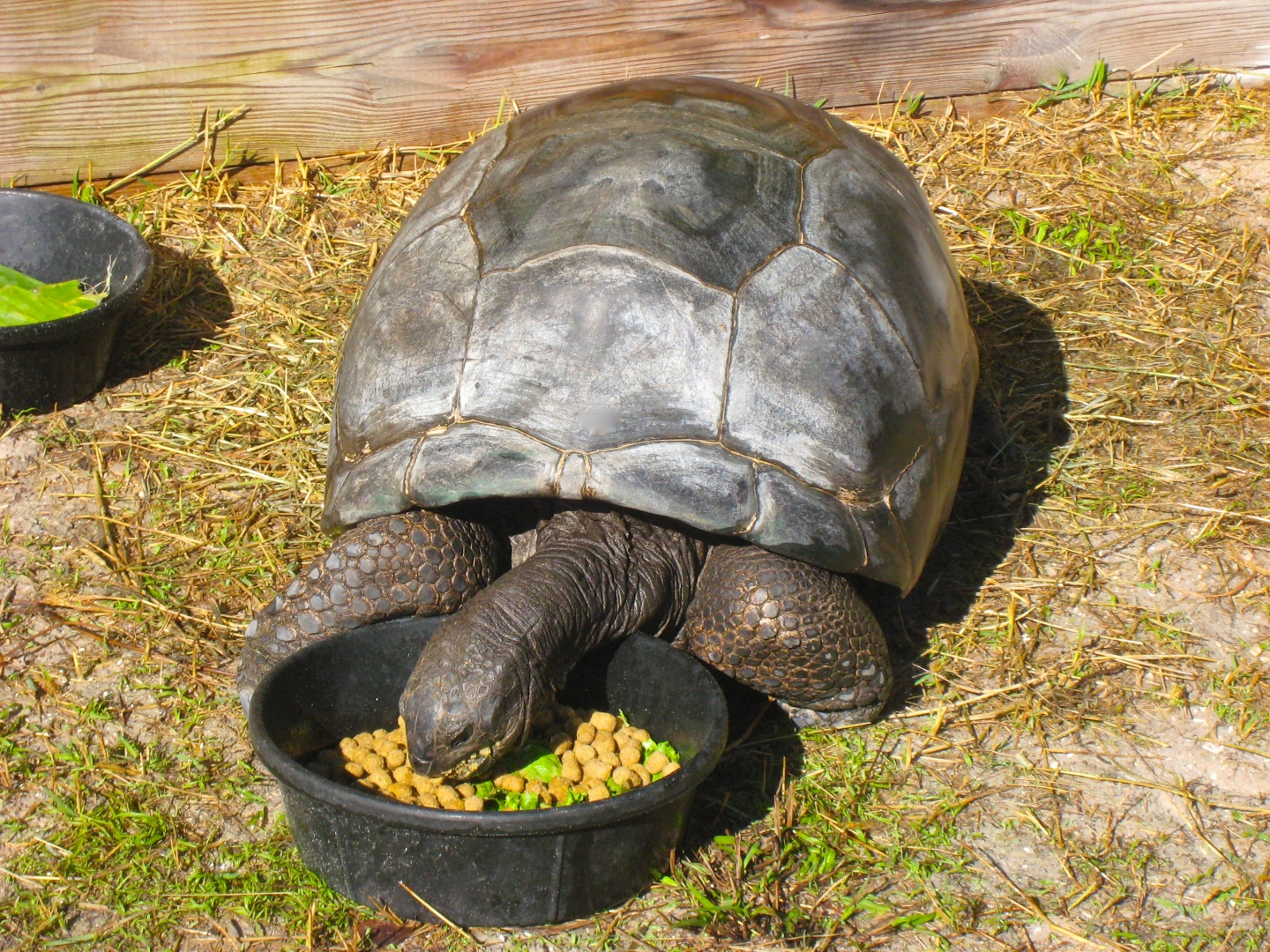 ALDABRA BREEDER