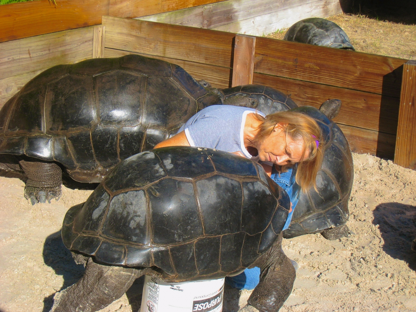 ALDABRA BREEDER
