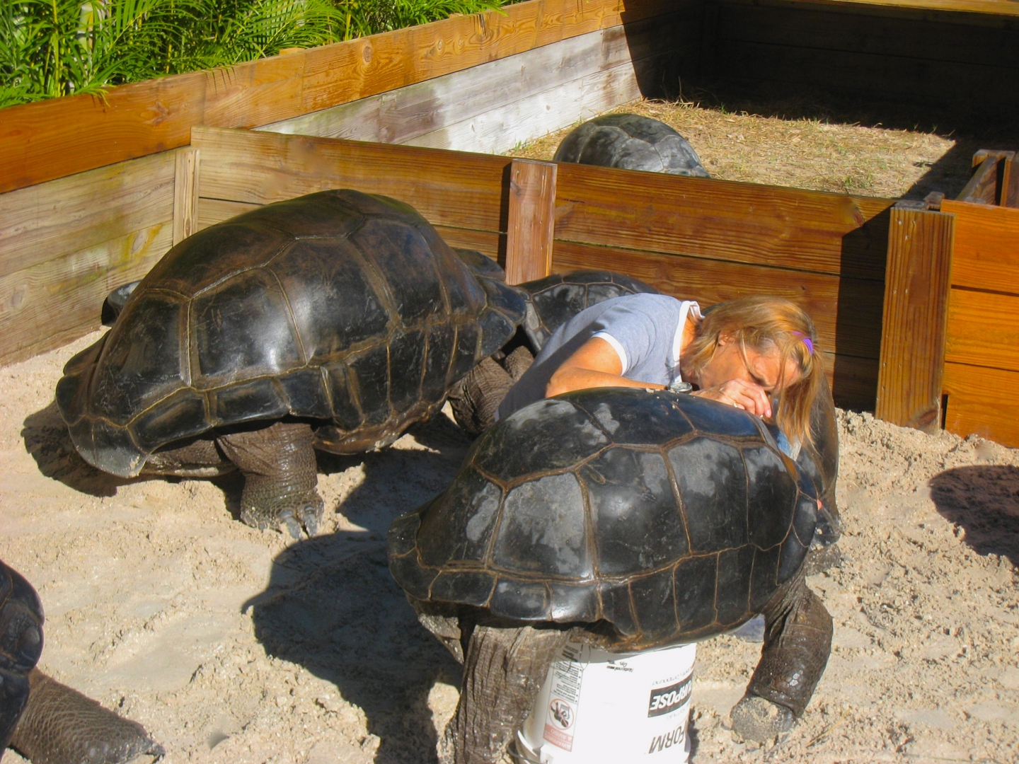 ALDABRA BREEDER