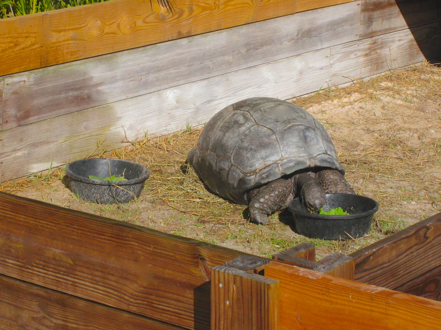 ALDABRA BREEDER