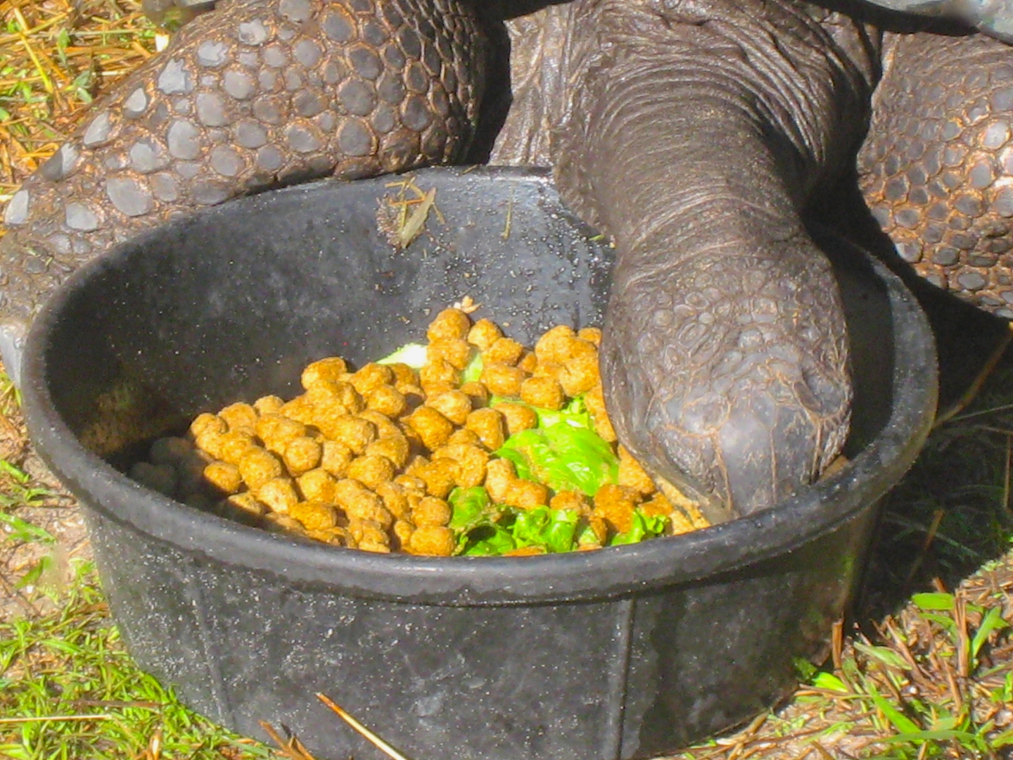 ALDABRA BREEDER