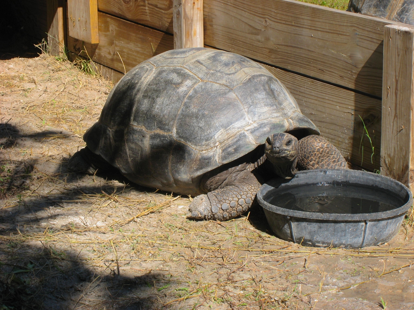 ALDABRA BREEDER