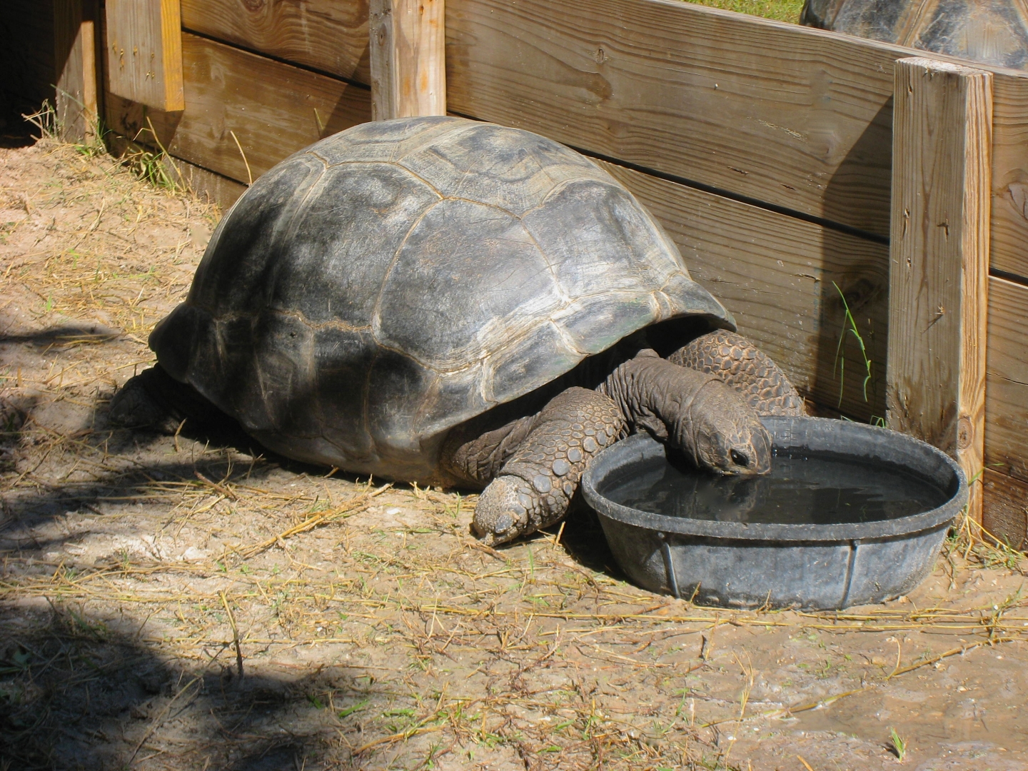 ALDABRA BREEDER