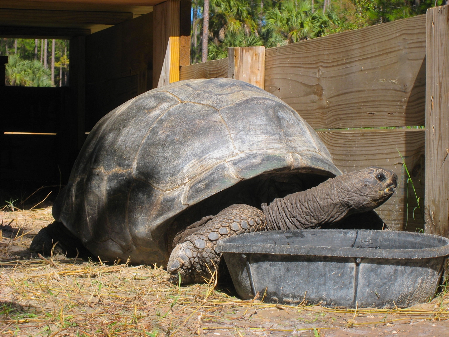 ALDABRA BREEDER