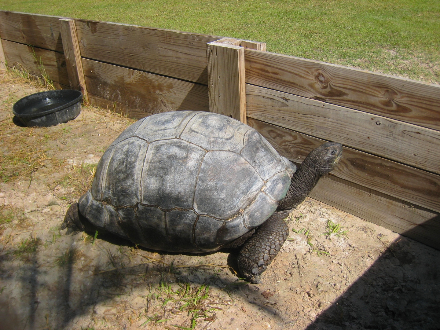 ALDABRA BREEDER