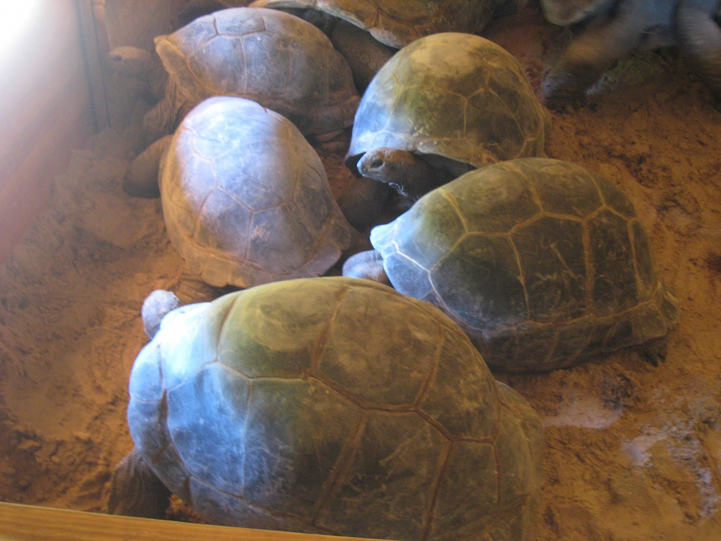 ALDABRA BREEDER