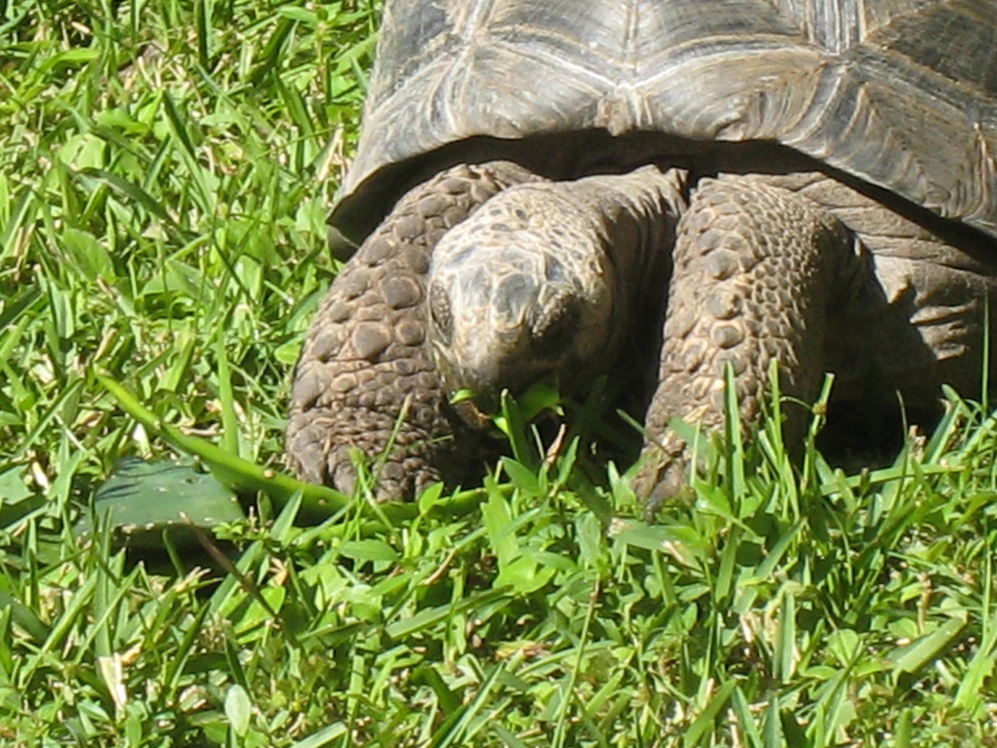 ALDABRA BREEDER
