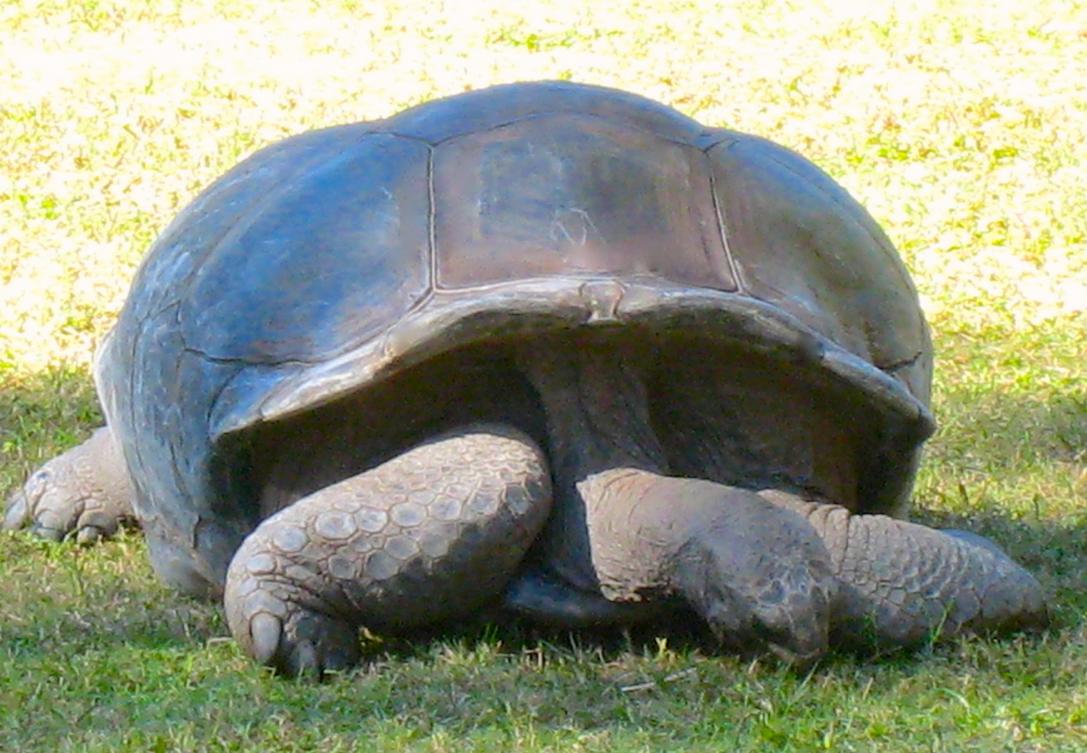 ALDABRA BREEDER