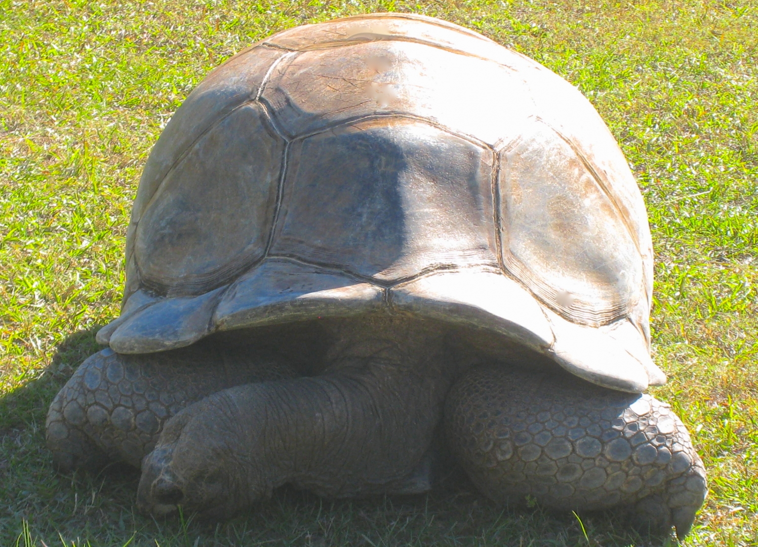 ALDABRA BREEDER