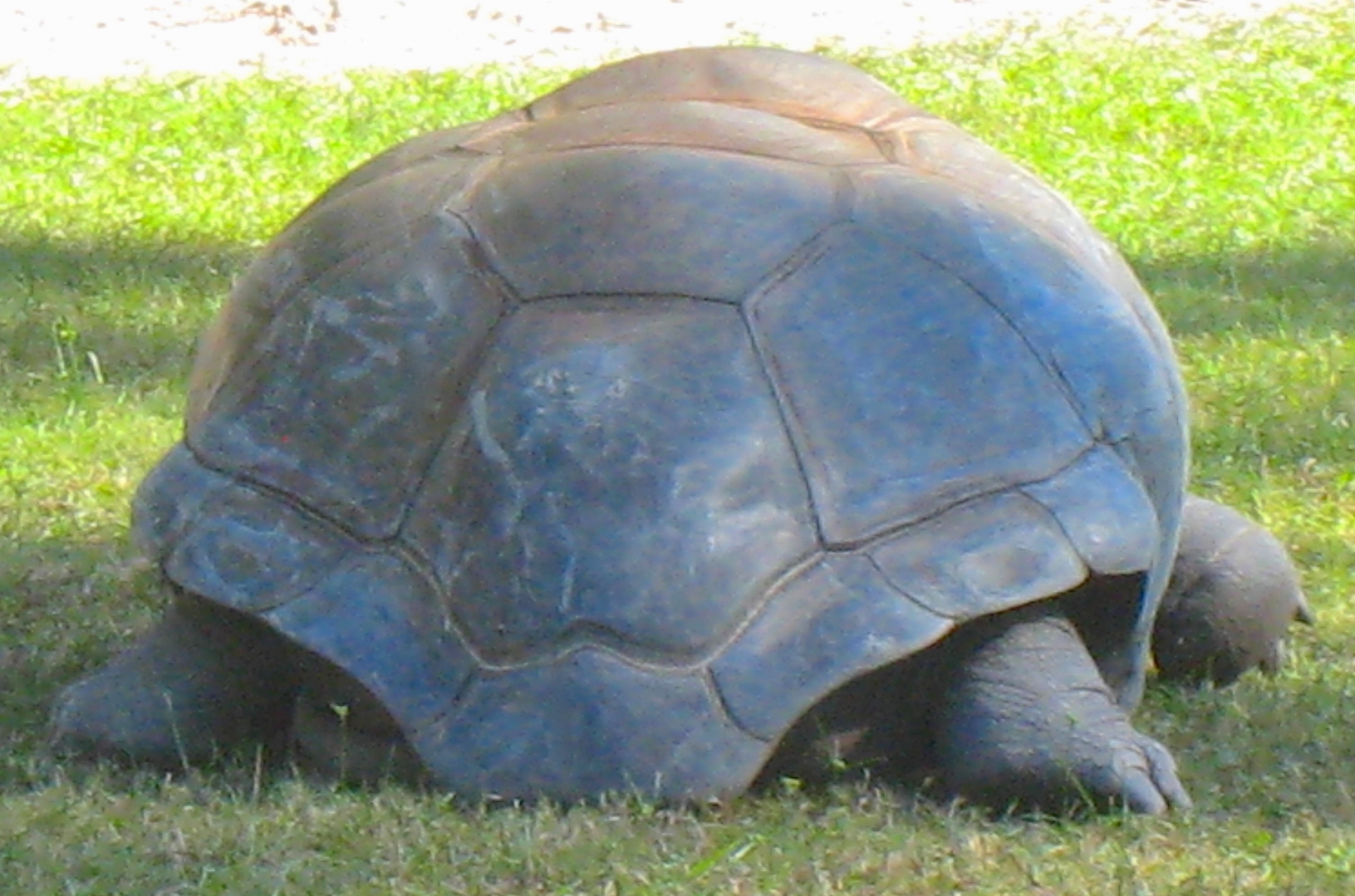 ALDABRA BREEDER