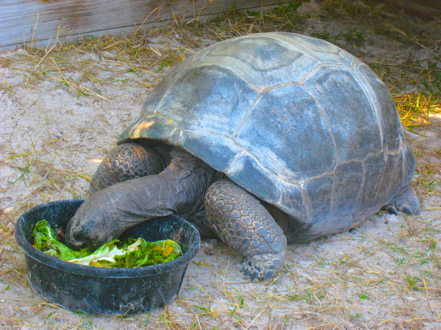 ALDABRA BREEDER