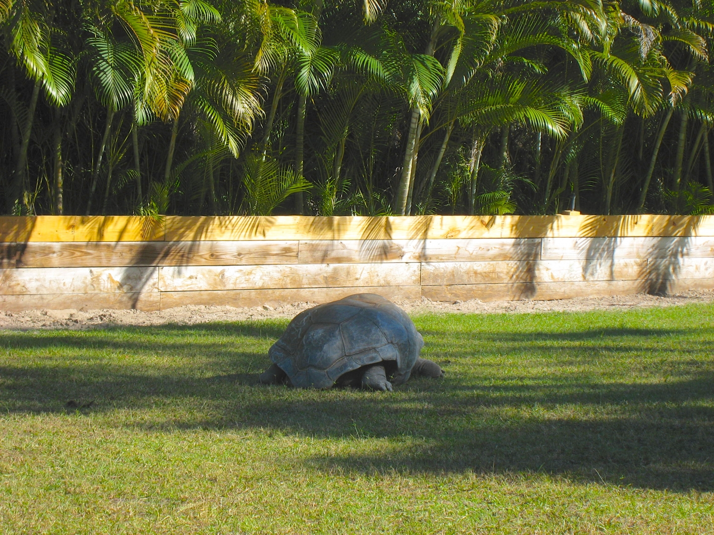 ALDABRA BREEDER