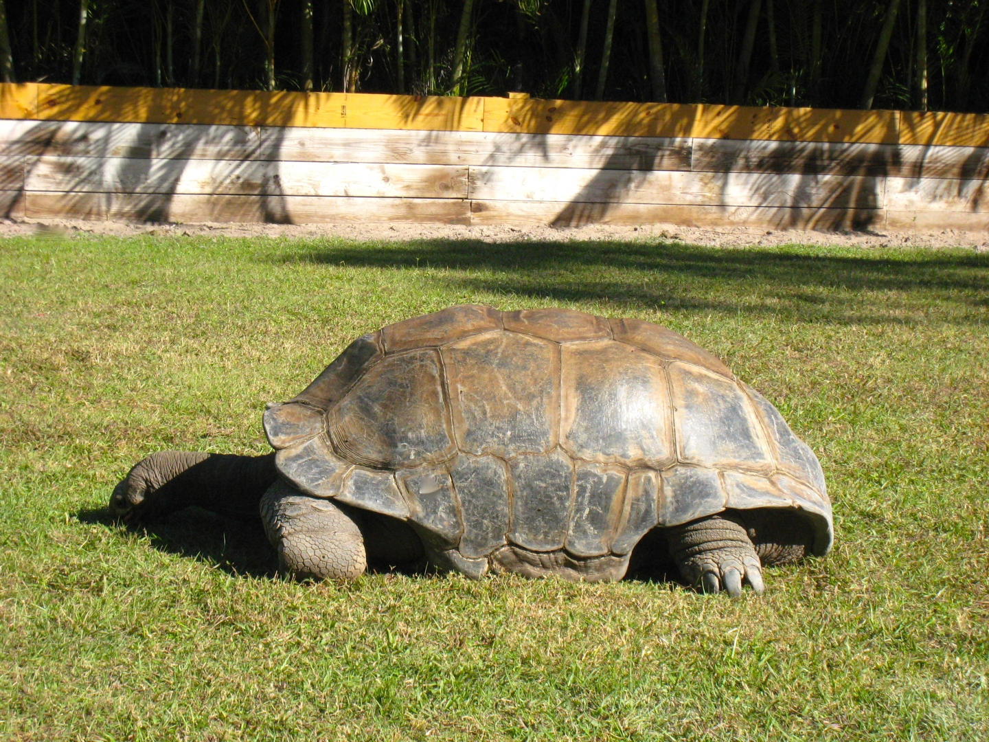 ALDABRA BREEDER