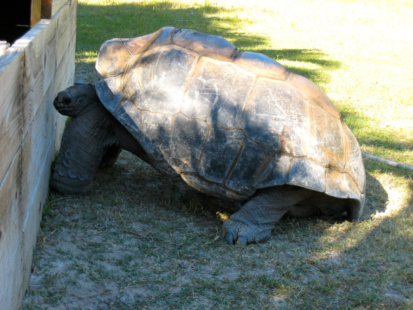 ALDABRA BREEDER