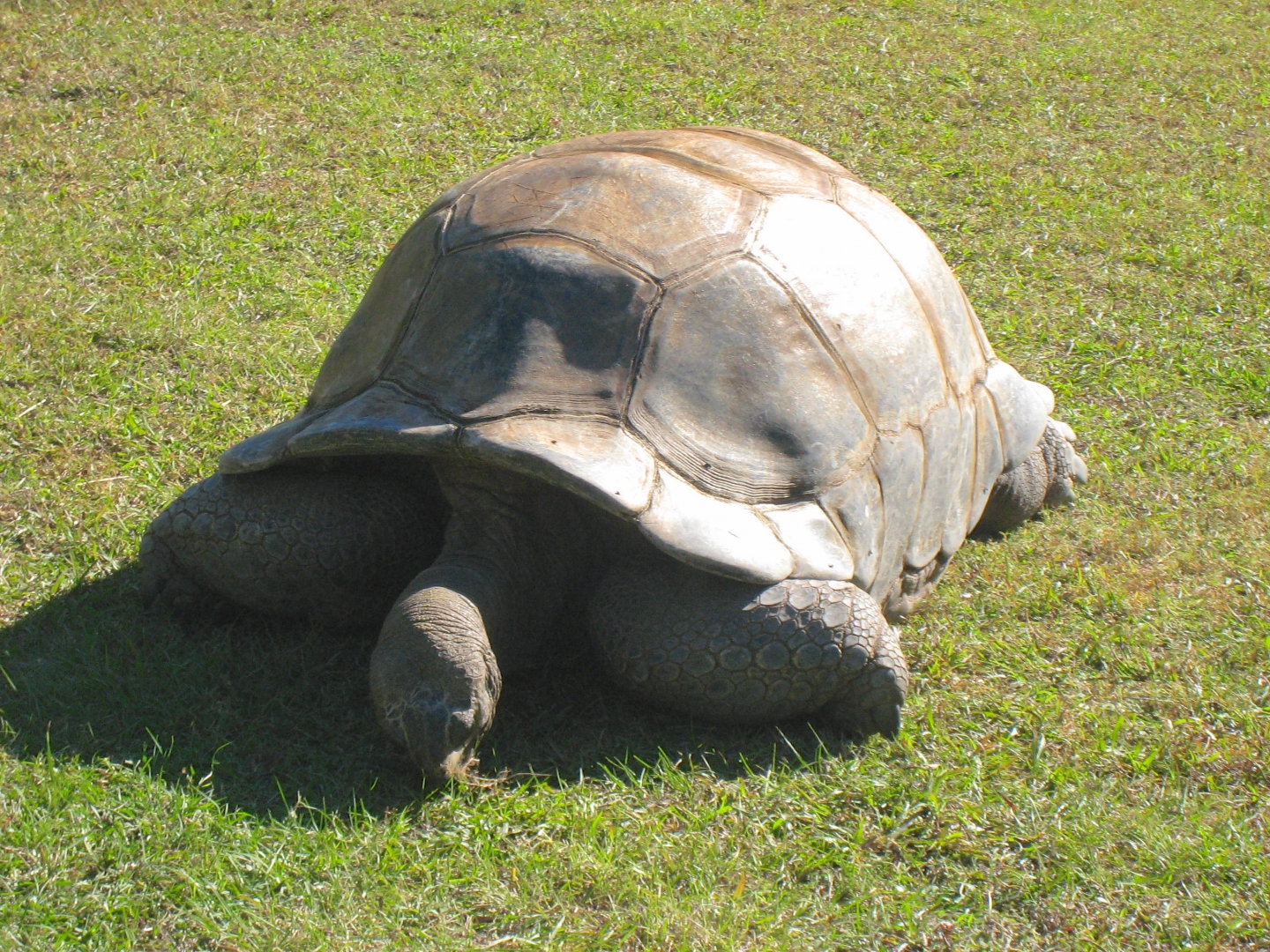 ALDABRA BREEDER