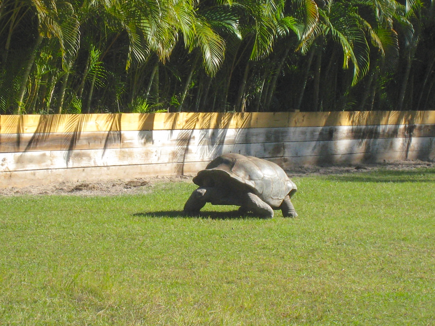 ALDABRA BREEDER