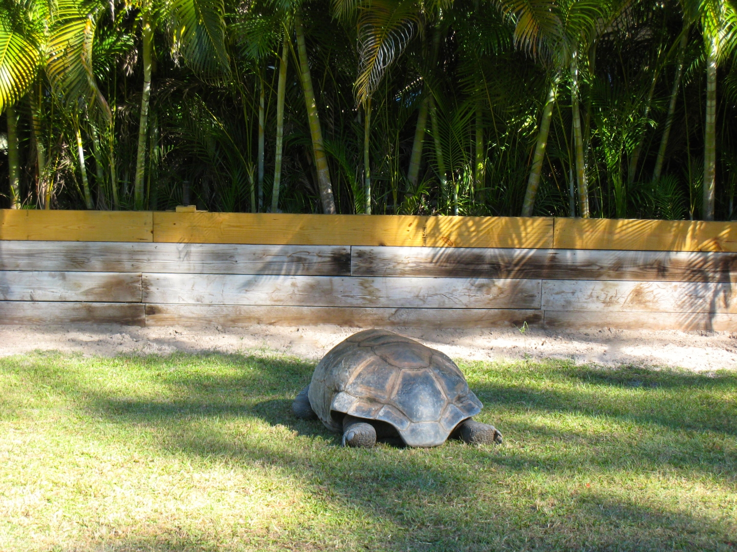 ALDABRA BREEDER