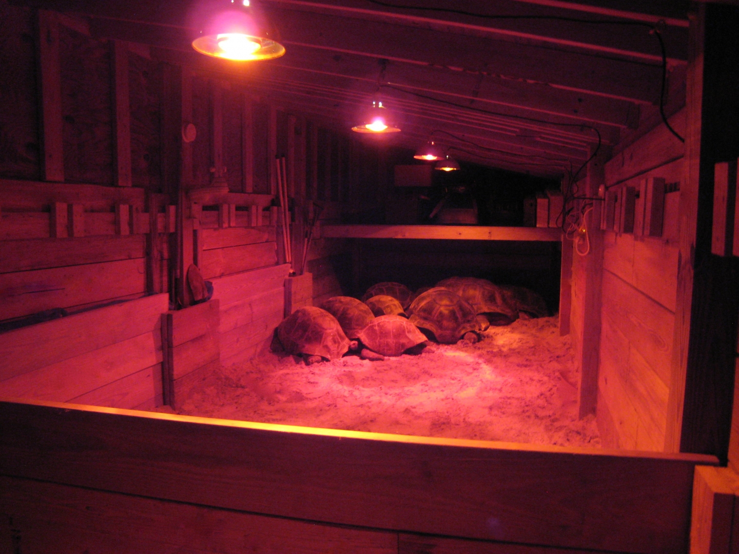 ALDABRA BREEDER