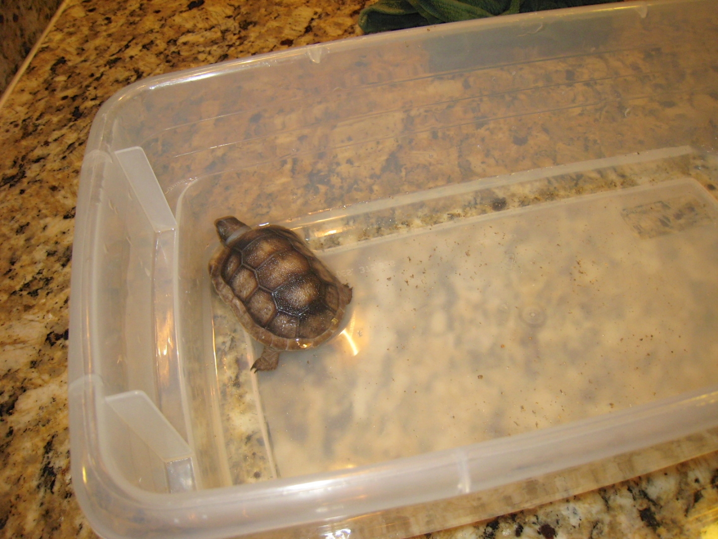 ALDABRA BREEDER