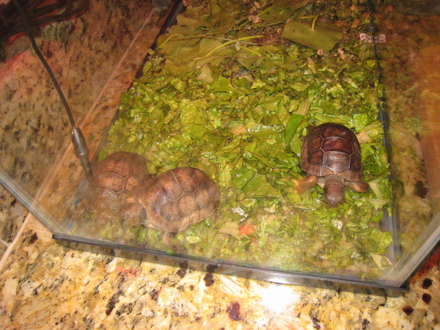 ALDABRA BREEDER