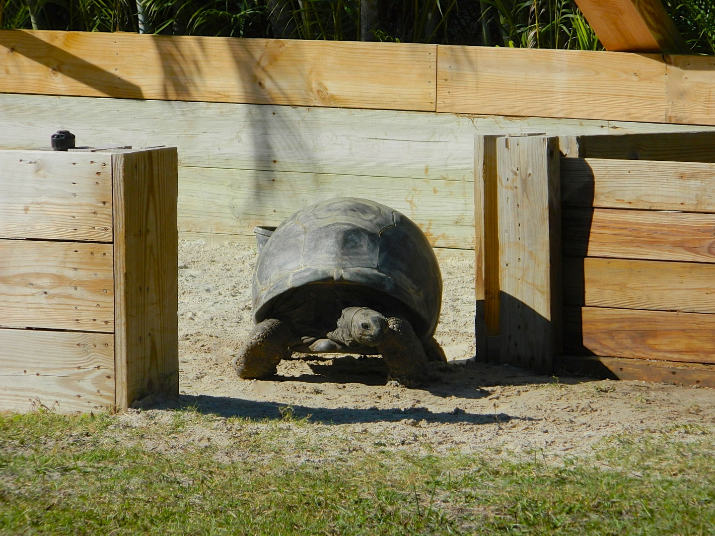 ALDABRA BREEDER