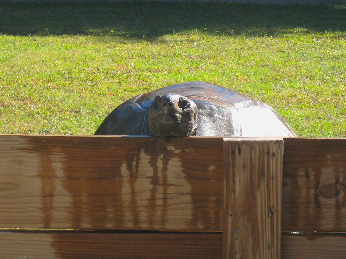 ALDABRA BREEDER