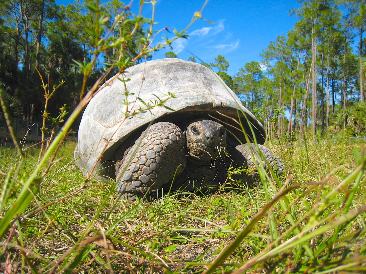 ALDABRA BREEDER