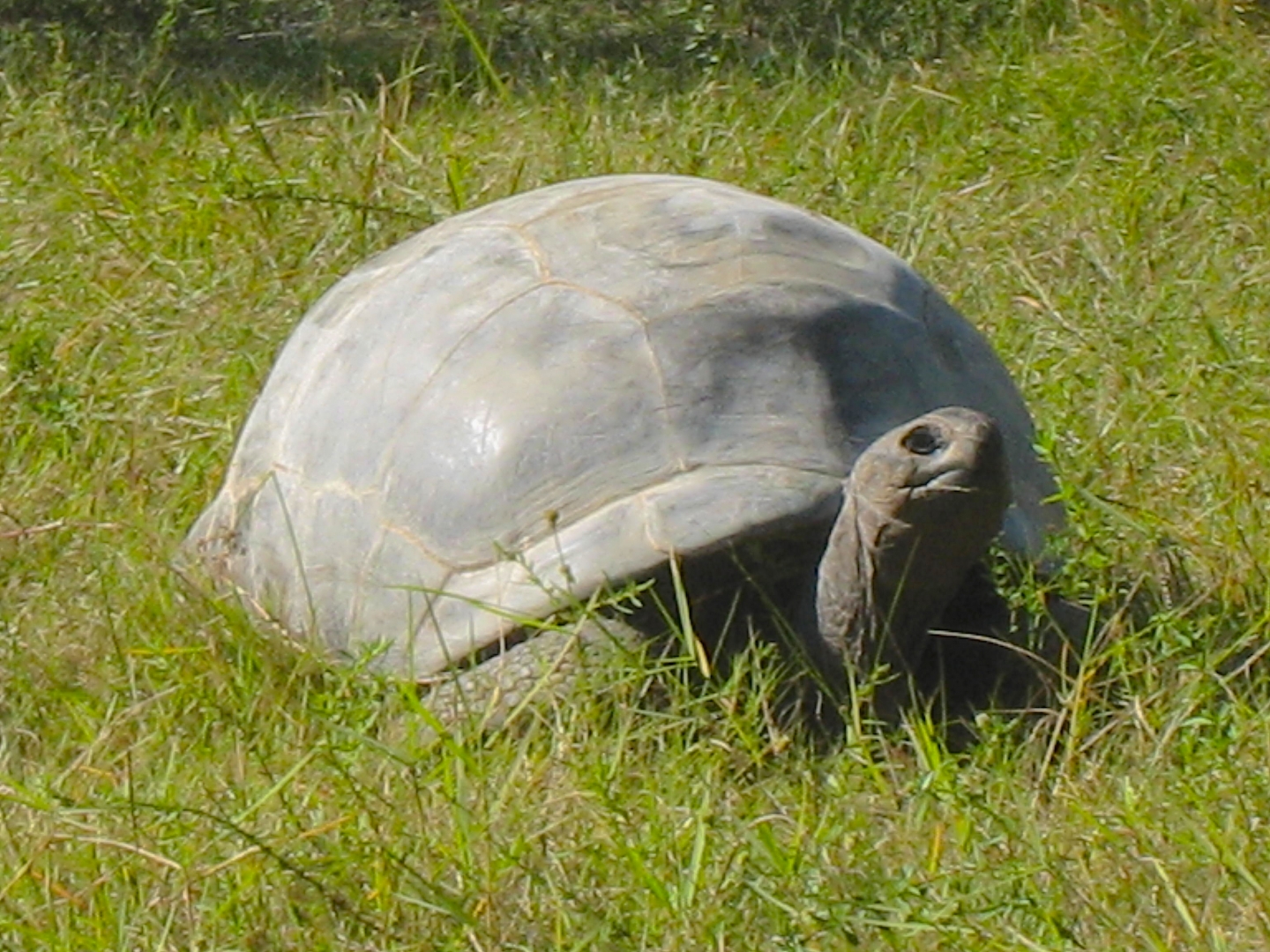 ALDABRA BREEDER