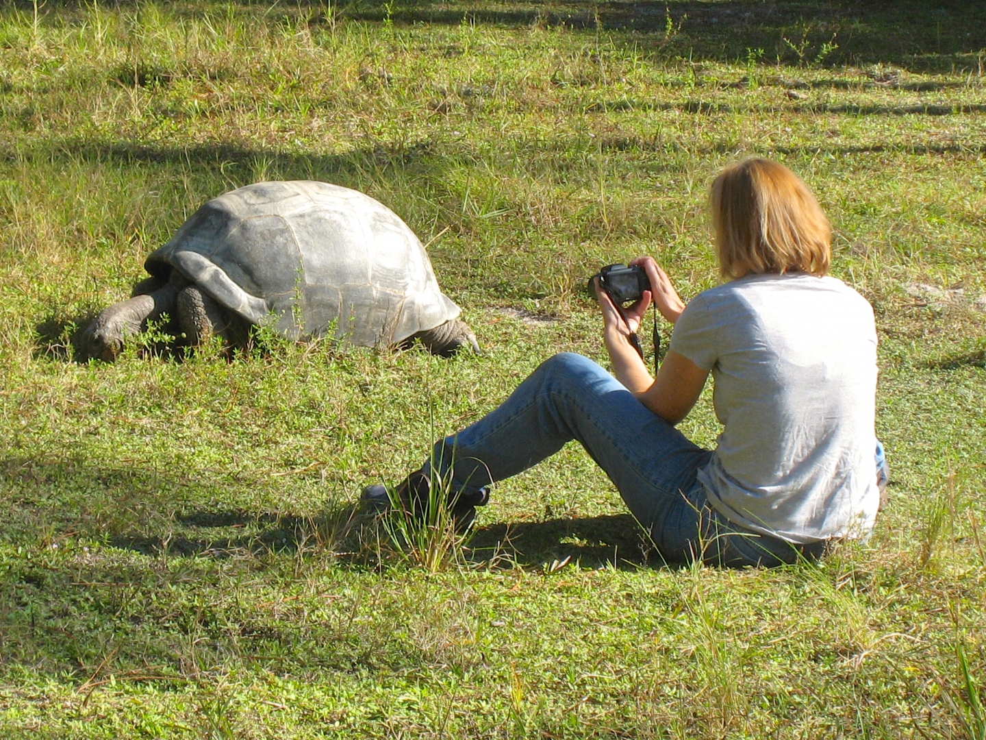 ALDABRA BREEDER