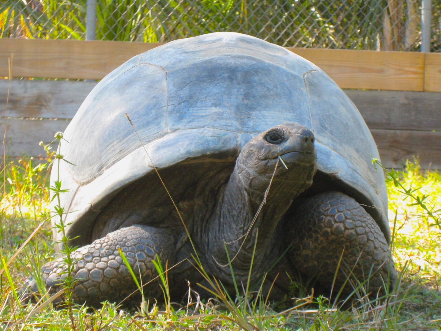 ALDABRA BREEDER