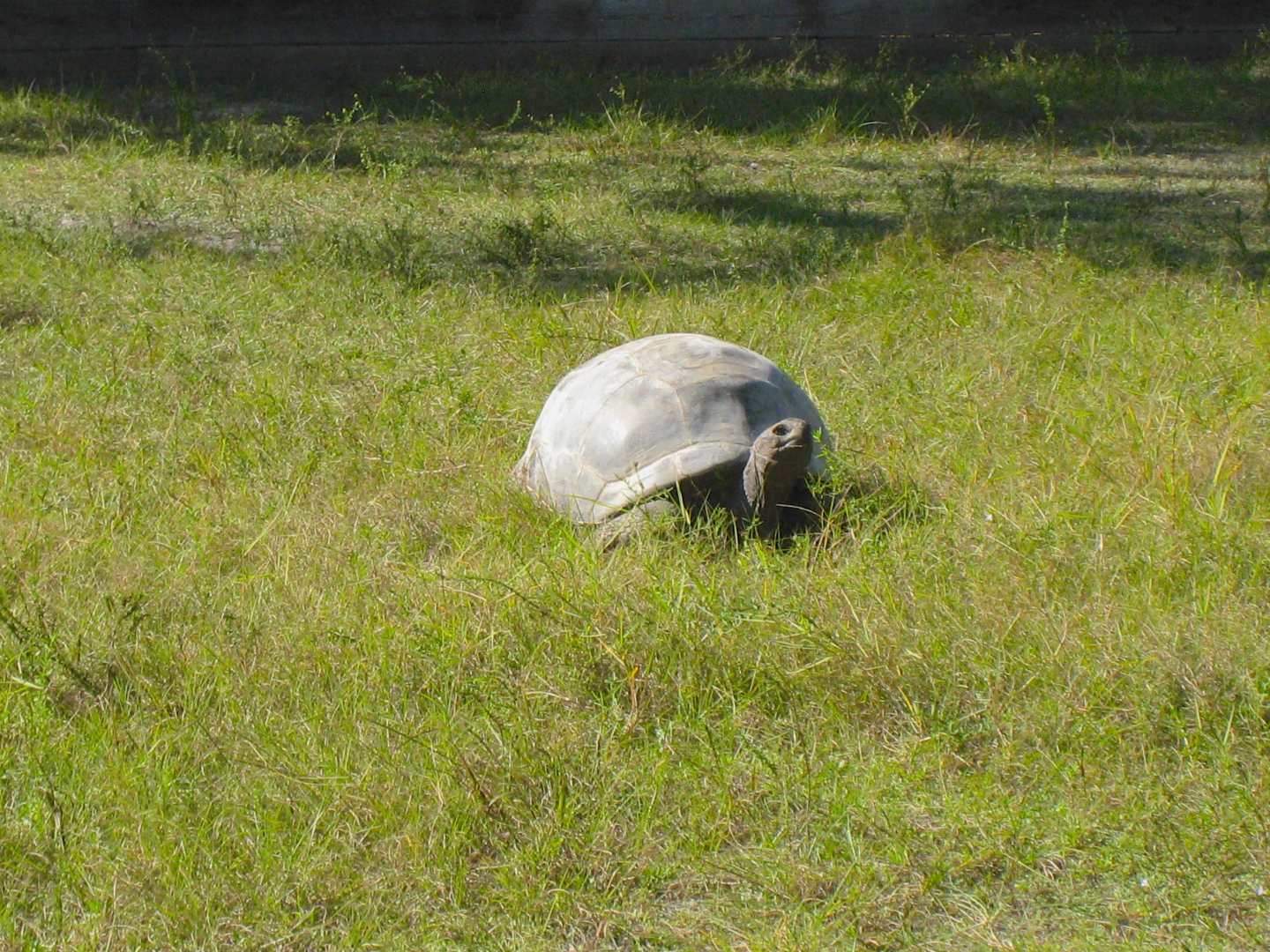 ALDABRA BREEDER