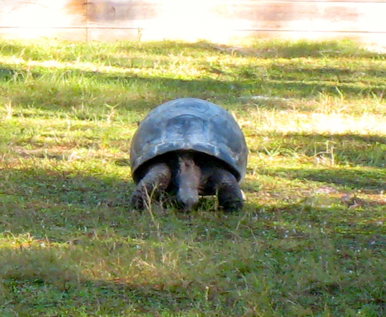 ALDABRA BREEDER