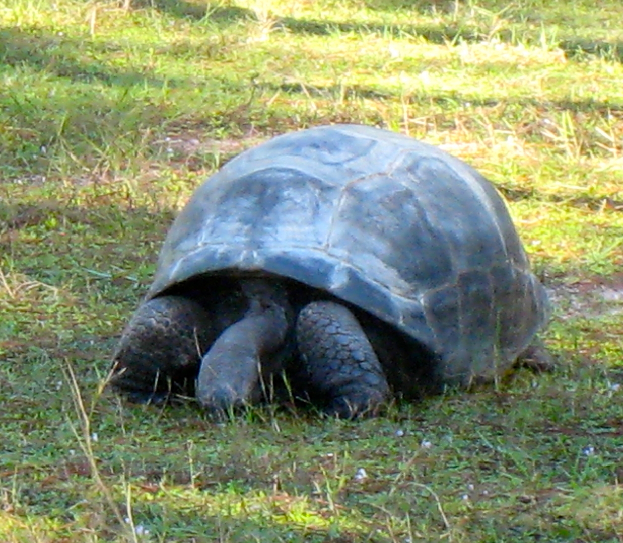 ALDABRA BREEDER