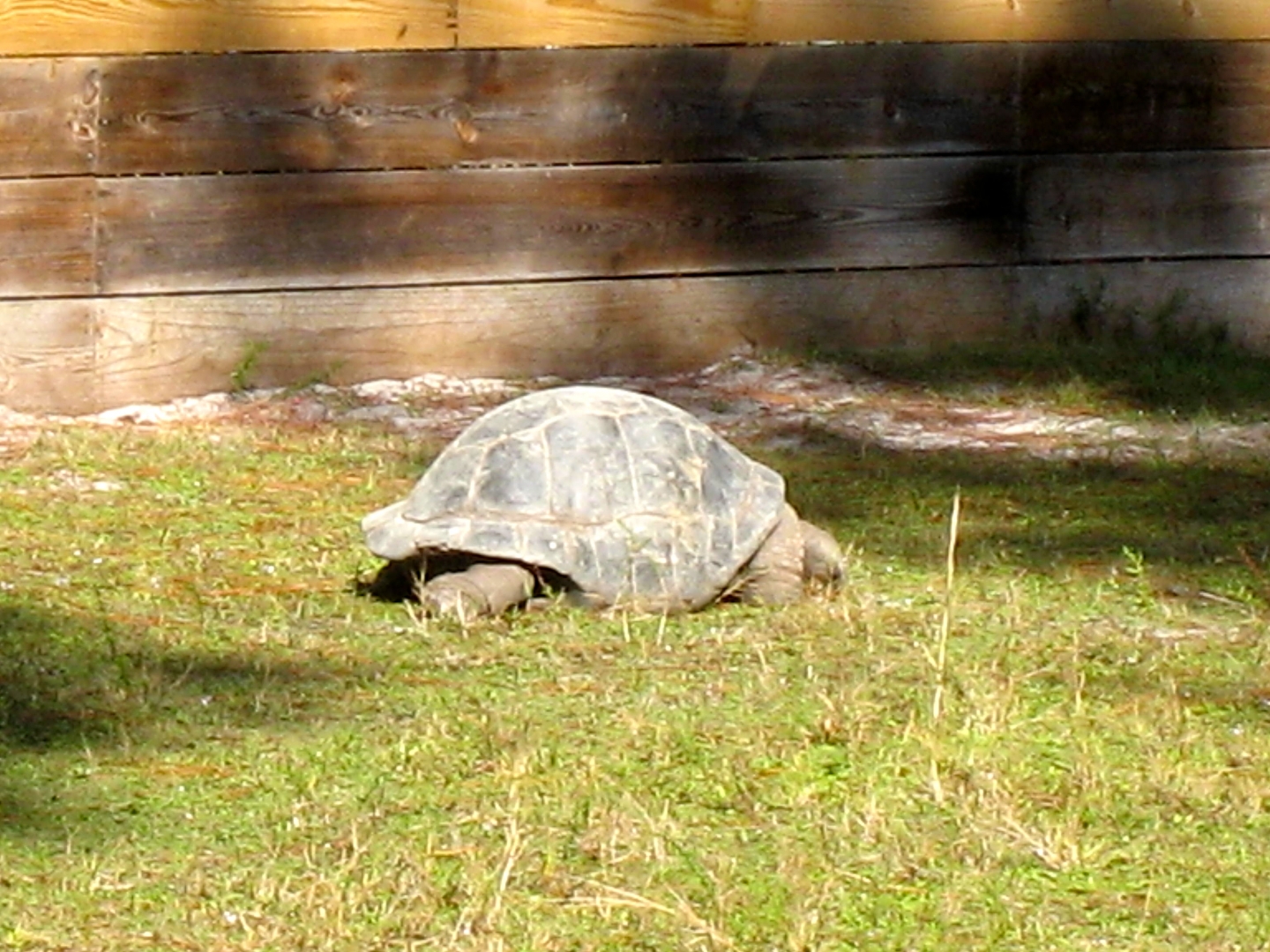 ALDABRA BREEDER