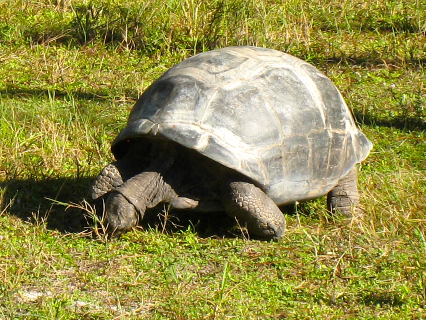 ALDABRA BREEDER