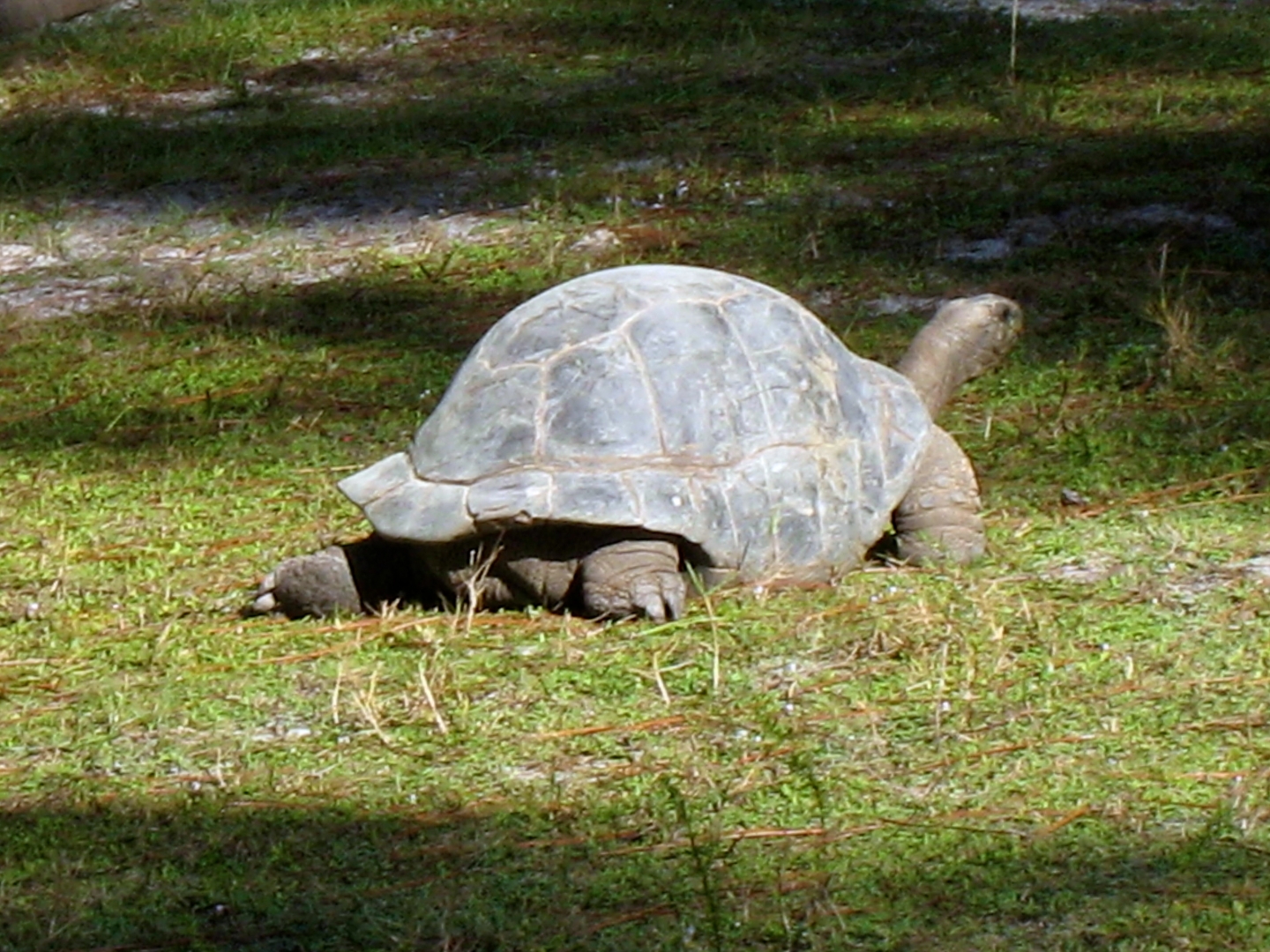 ALDABRA BREEDER