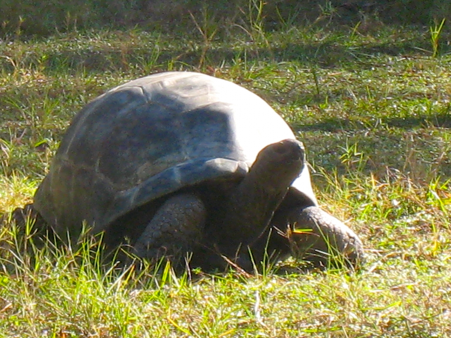 ALDABRA BREEDER