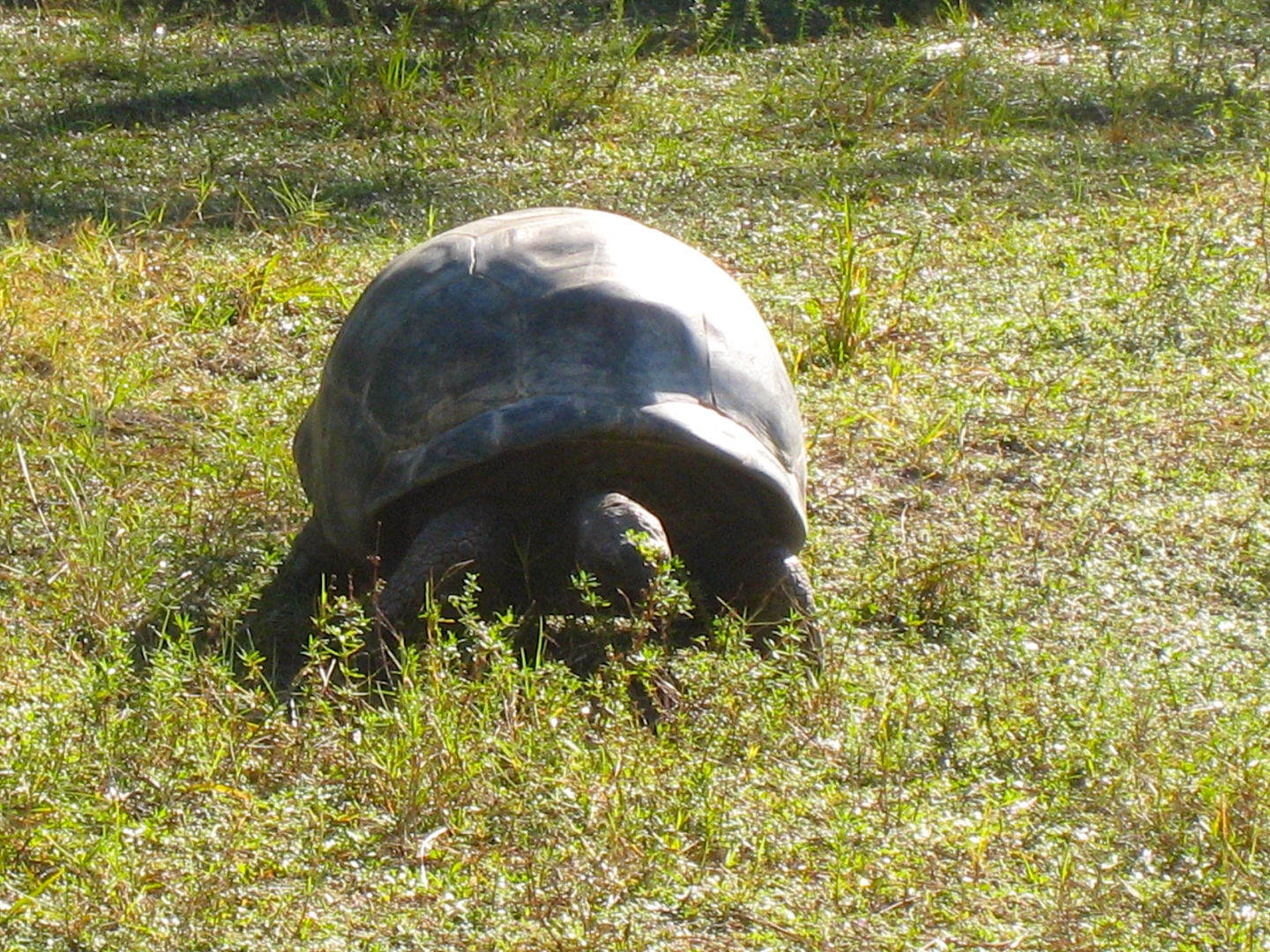 ALDABRA BREEDER