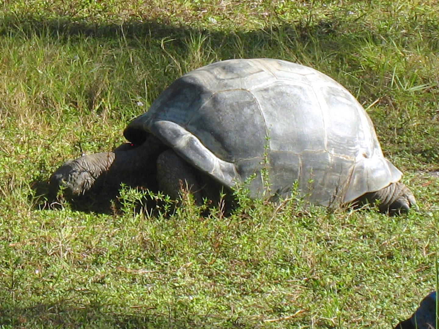 ALDABRA BREEDER