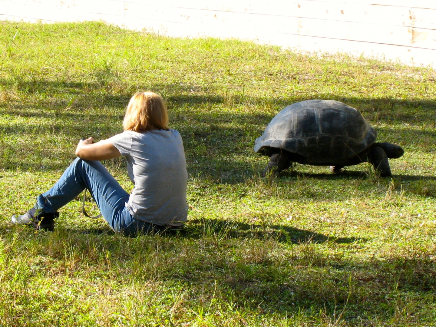 ALDABRA BREEDER