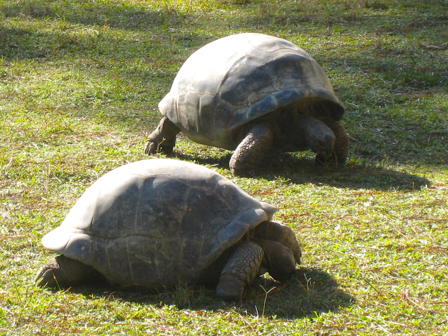ALDABRA BREEDER