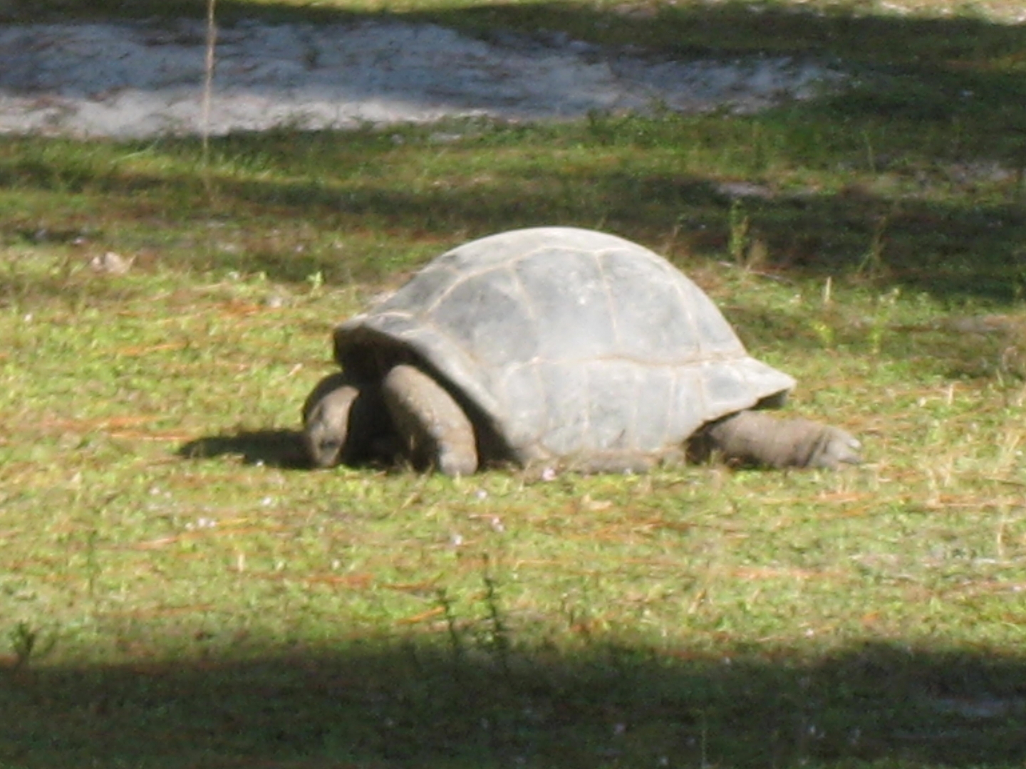 ALDABRA BREEDER