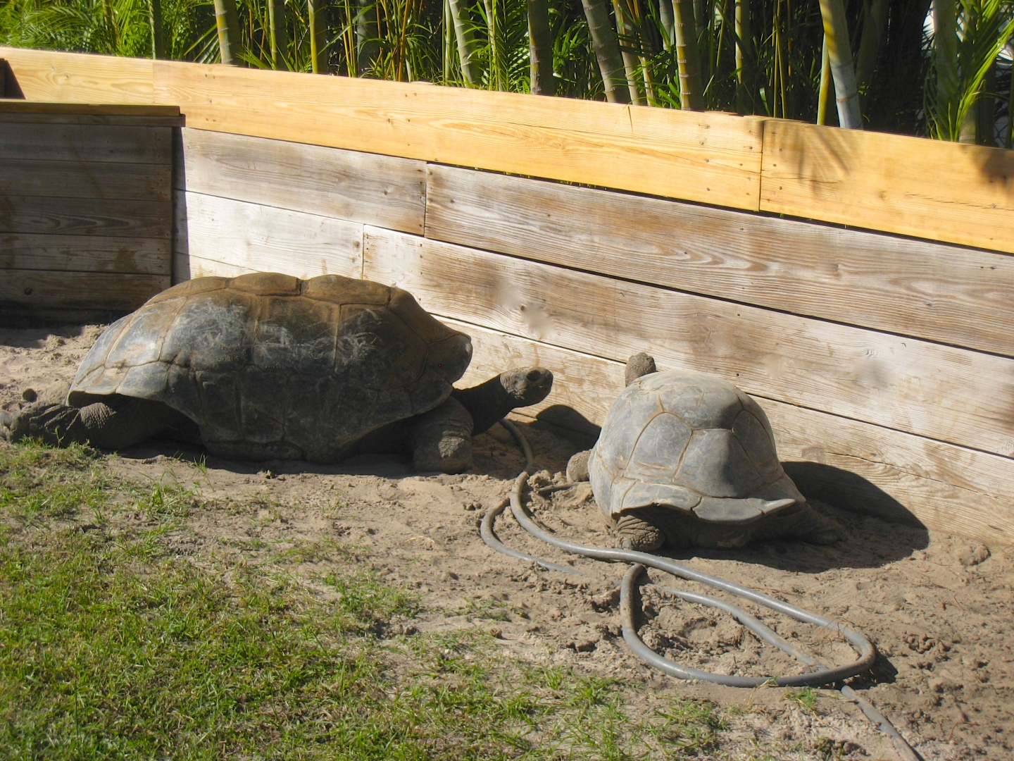 ALDABRA BREEDER