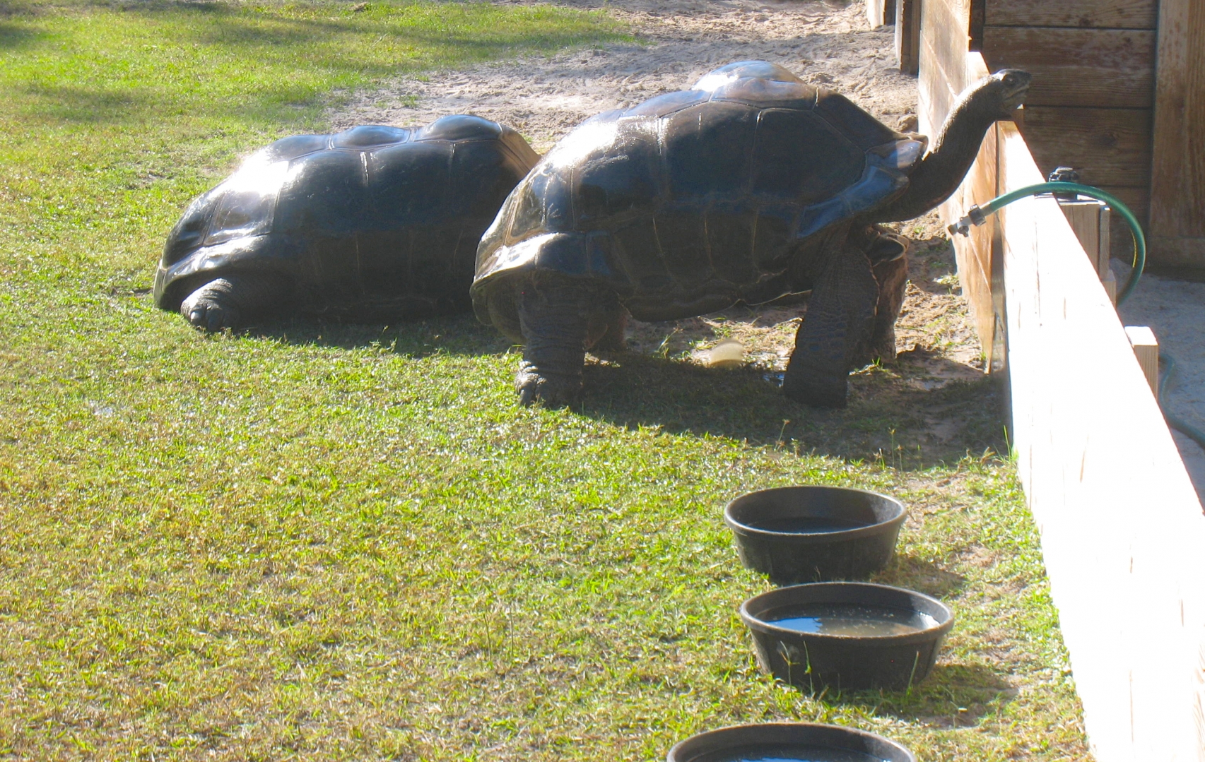 ALDABRA BREEDER
