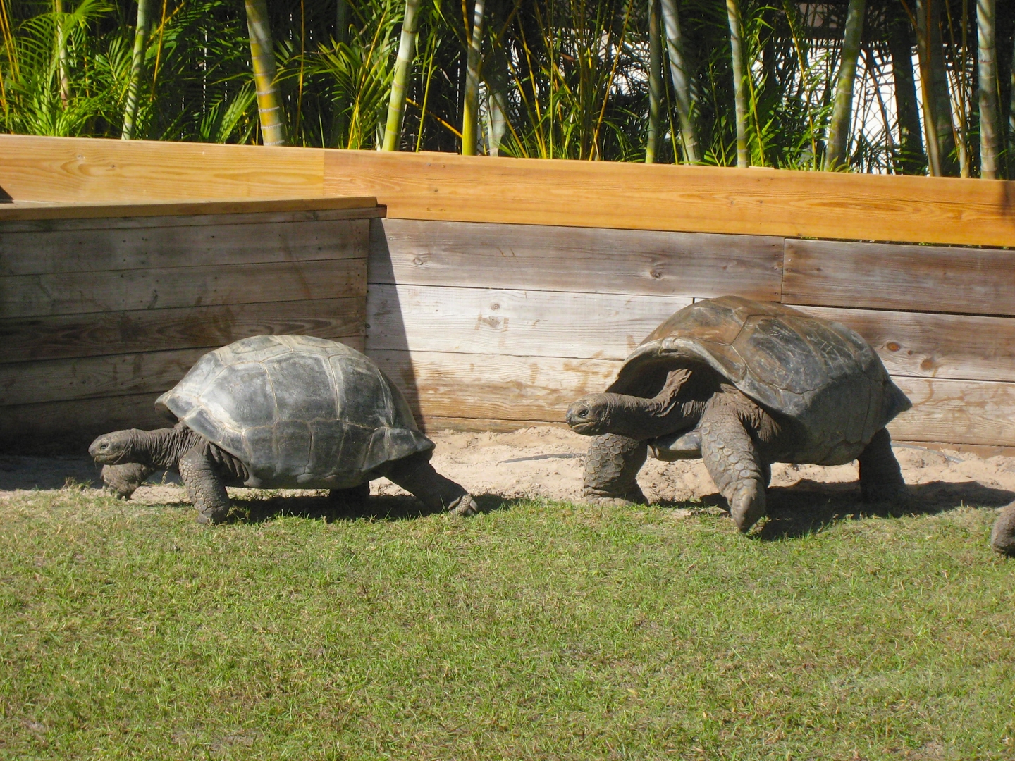 ALDABRA BREEDER