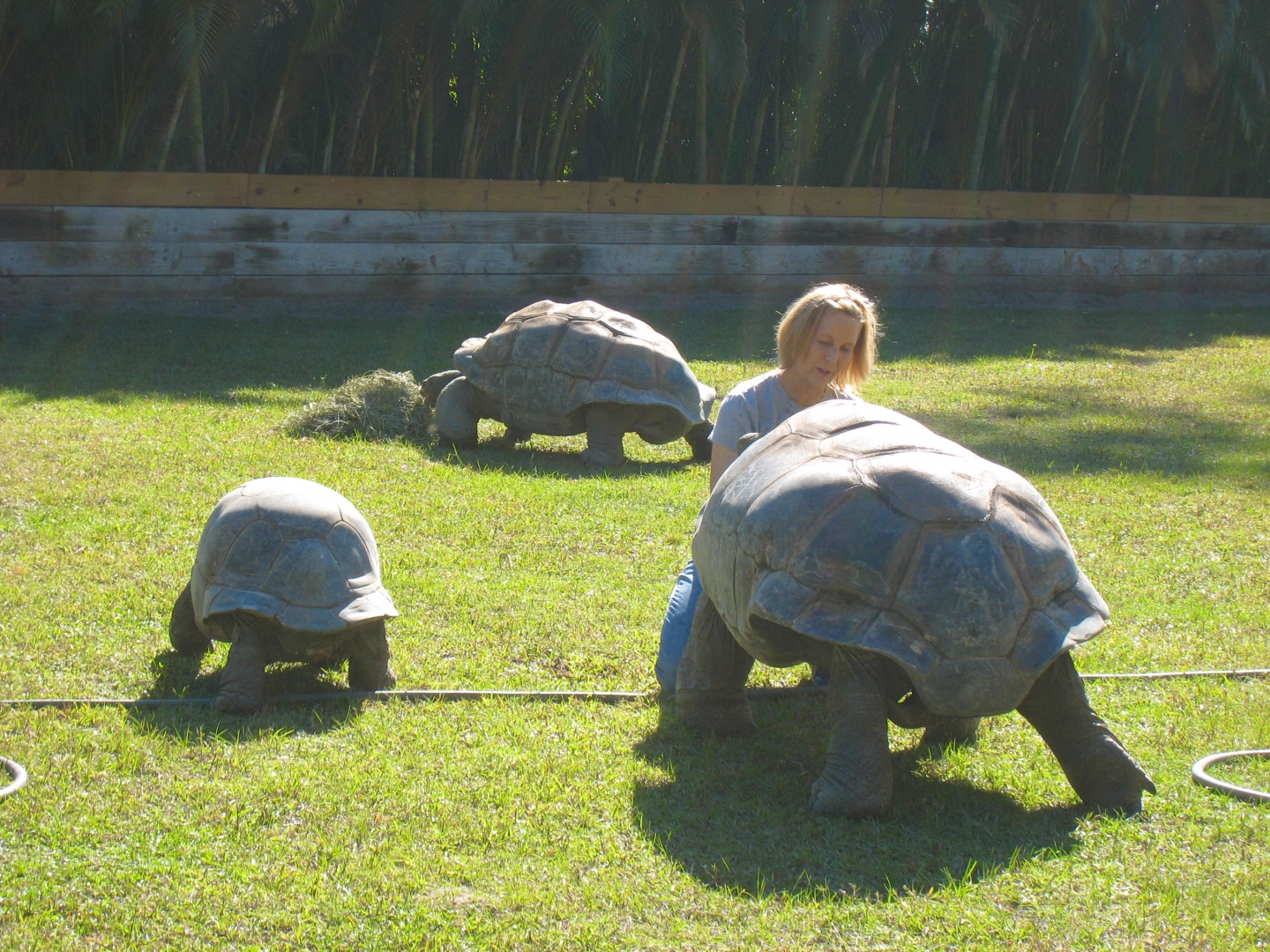 ALDABRA BREEDER