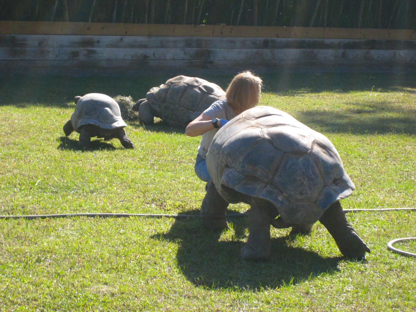 ALDABRA BREEDER
