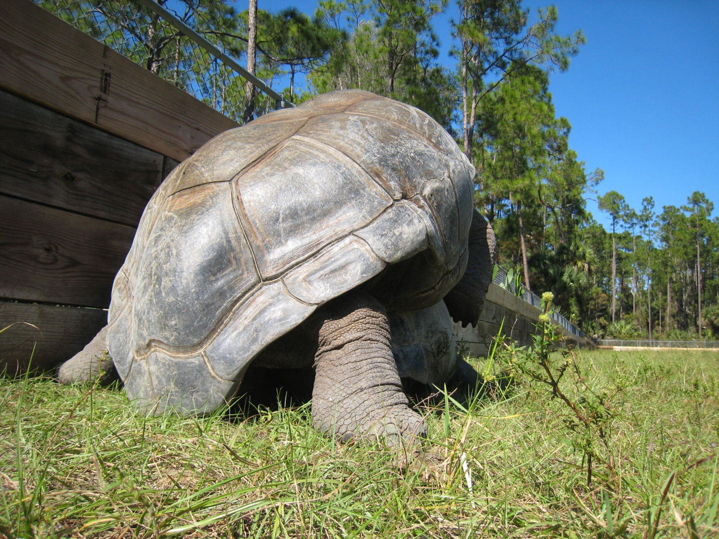 ALDABRA BREEDER