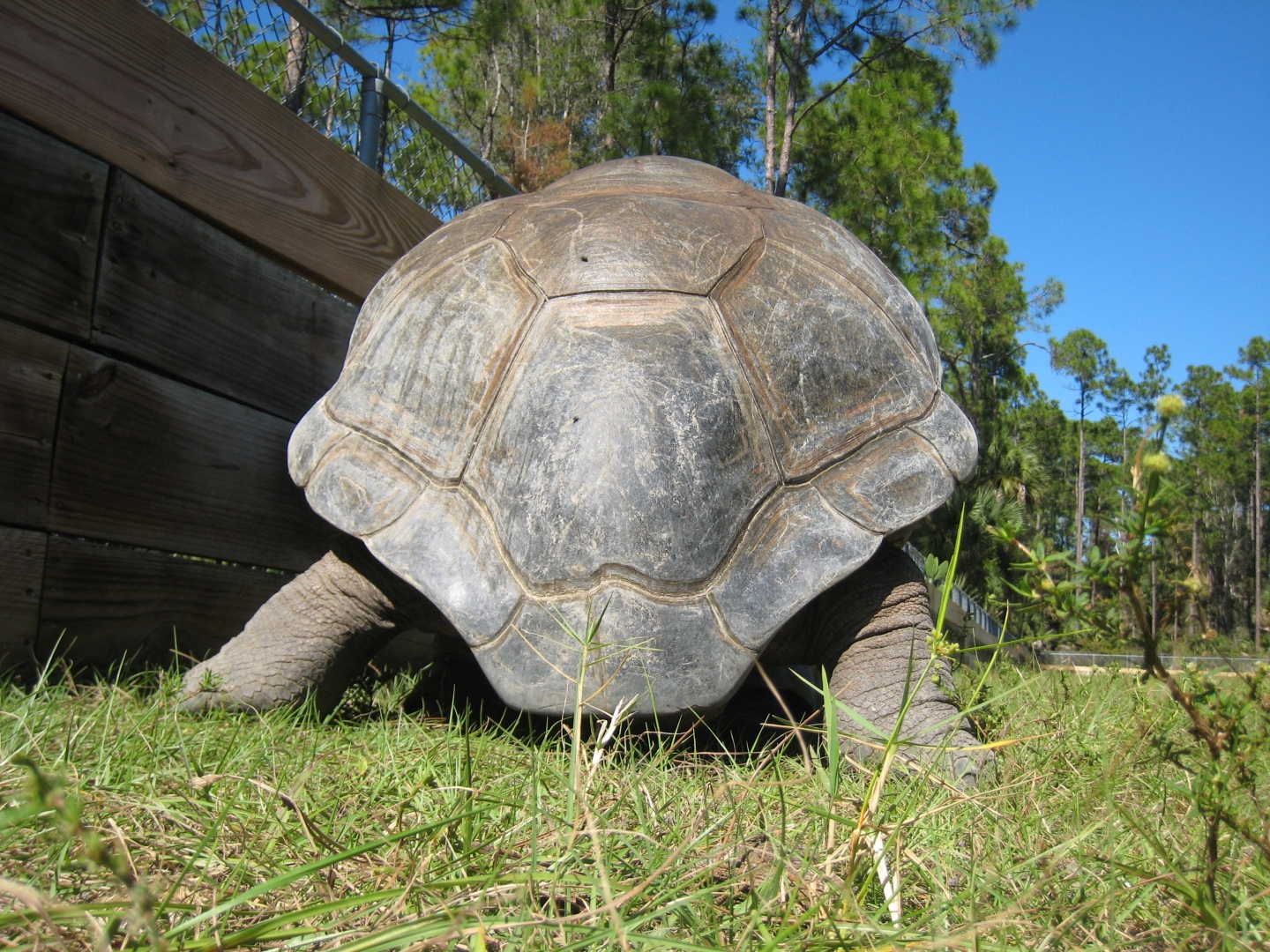 ALDABRA BREEDER