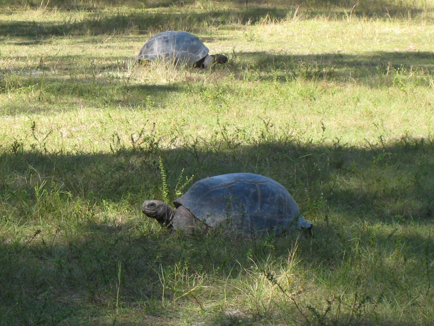ALDABRA BREEDER
